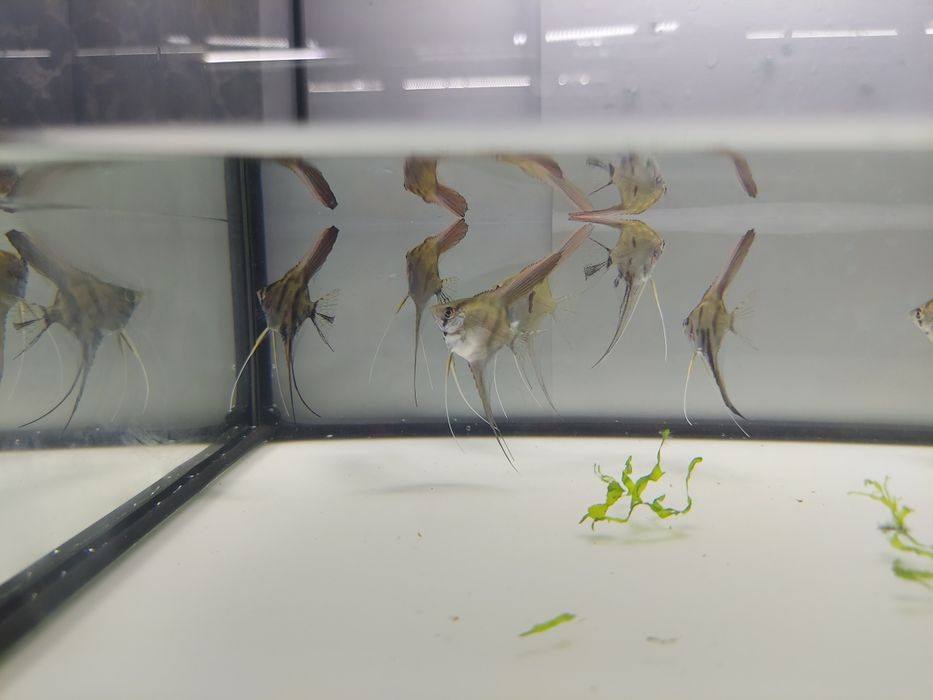 Sprzedam skalara skalary