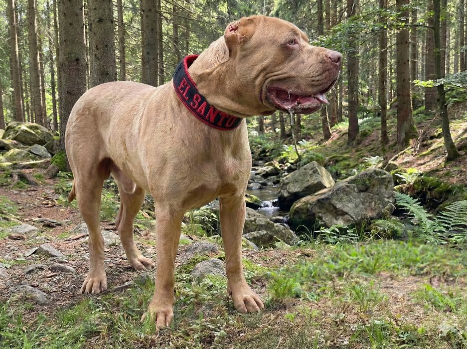Wyjatkowy chlopak - American Bandog