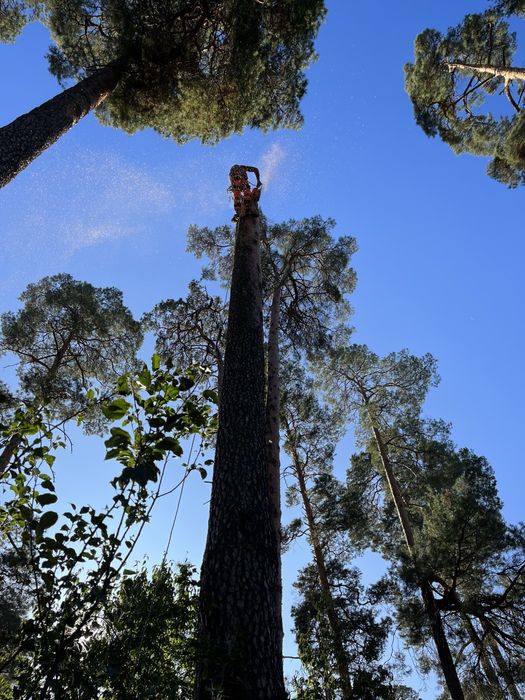 Зрізання дерев, Кронування, Спил частинами, Обрізка, Подрібненя гілок