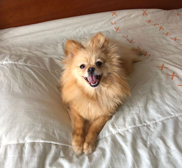 Macho Spitz Alemão Anão