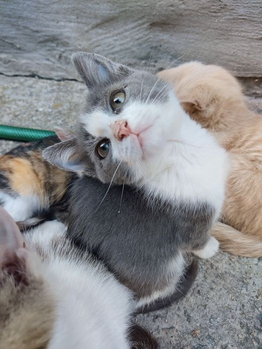 Отдам котят в добрые руки