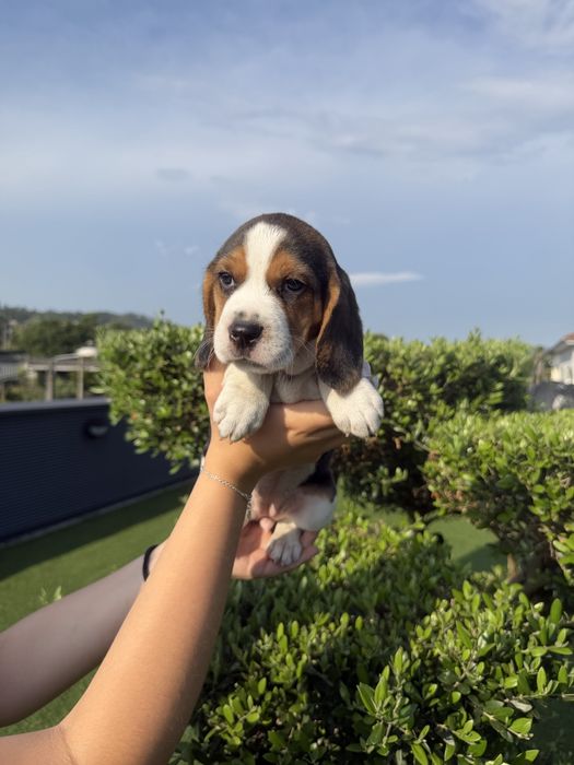 Beagle menina linda