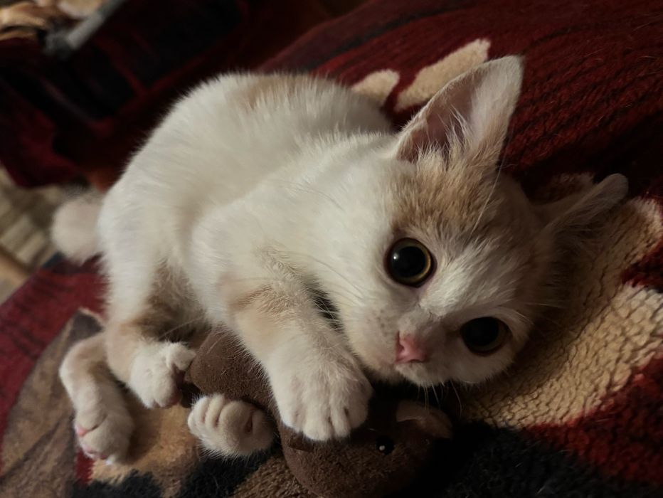 Кошеня шукає дім!