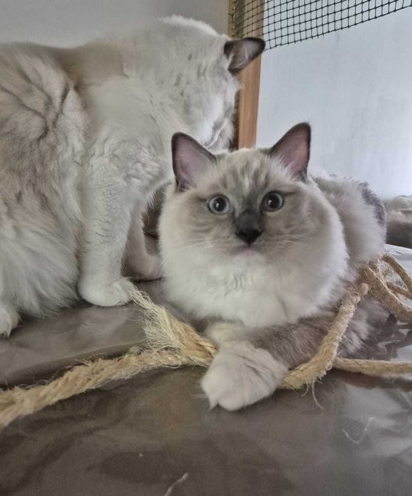 Koty rasowe Ragdoll