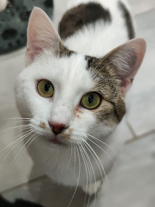 Kajtuś szuka kochającego domu!