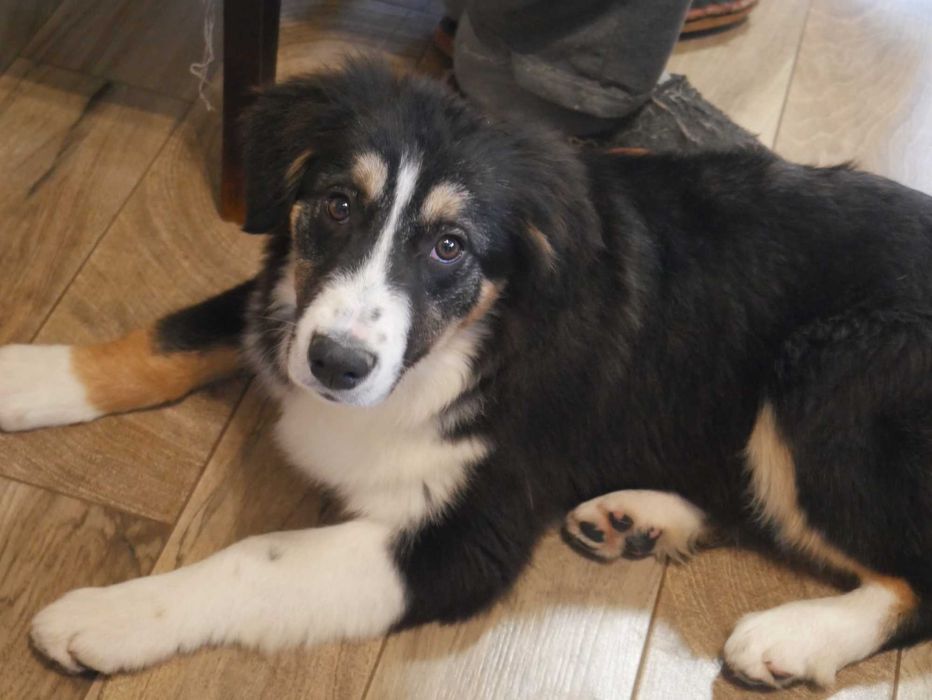 Border Collie piesek tri color