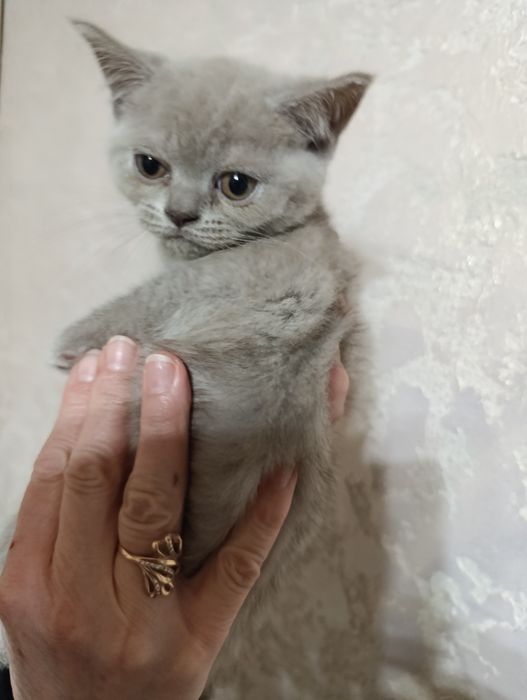 Шотландські котенята