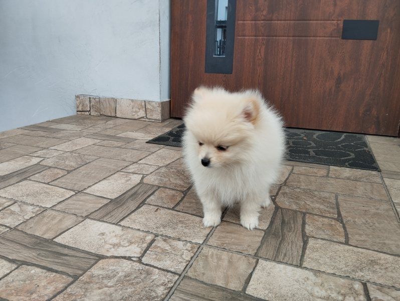 Pomeranian boo aktualne