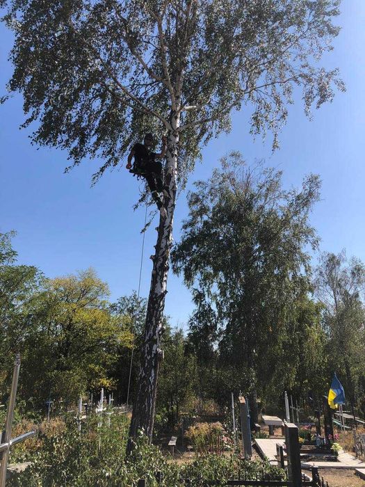 Висотні роботи , Видалення дерев