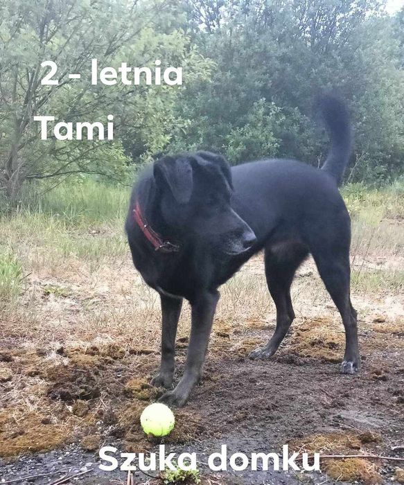 Tami jak błyskawica