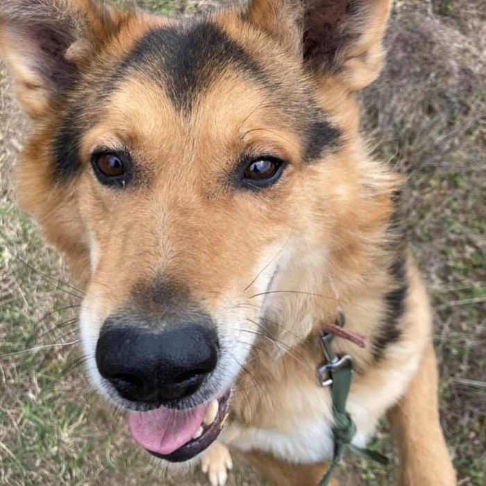 Pogodny Pokus marzy o kochającym domu!