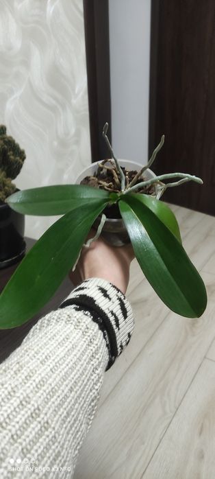 Продам орхидею , сейчас цветёт