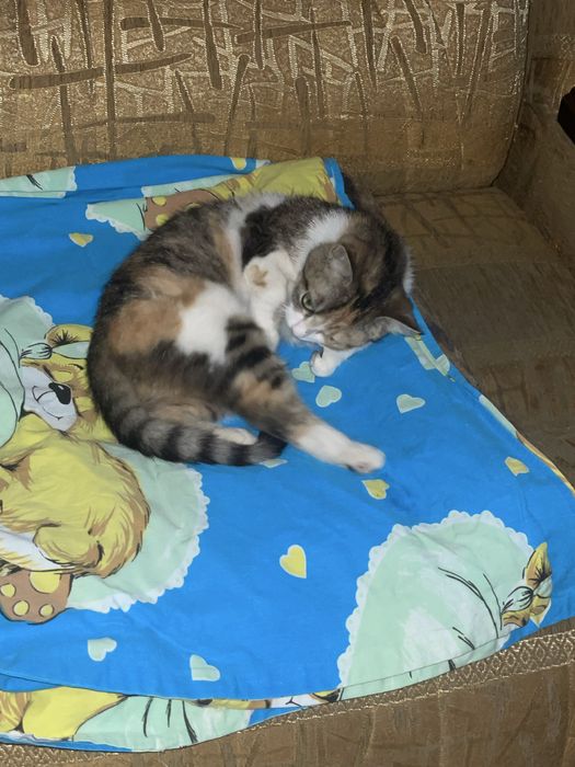 Кіця кішка кішечка кошка