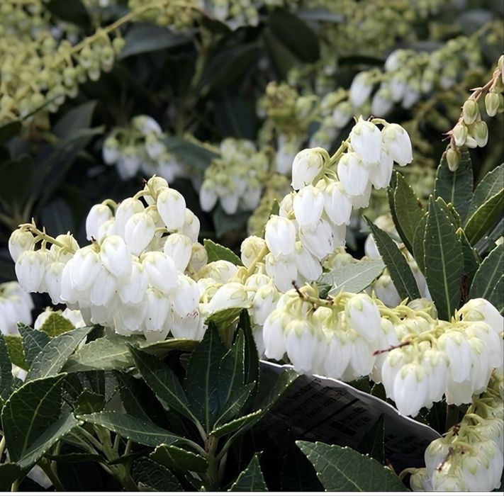Пієріс японський Purity
