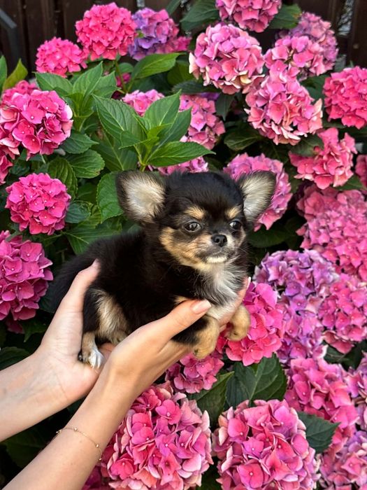 Cudowny chlopiec Chihuahua  dlugowlosy