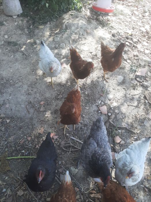 Galinhas poedeiras 5 meses