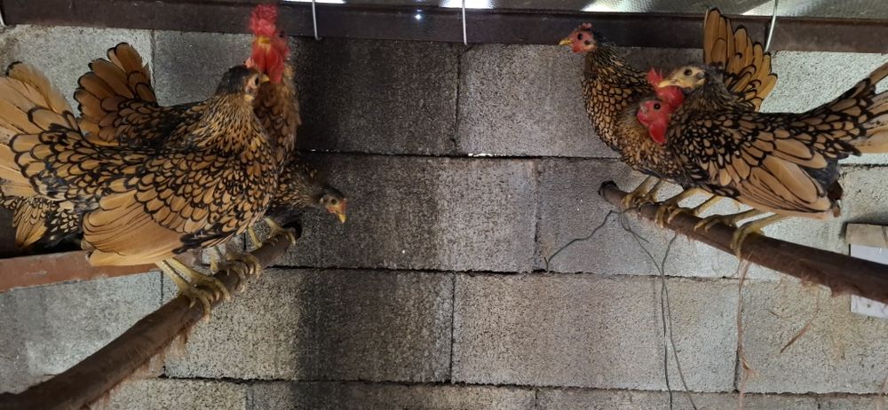 Garnizas sebright douradas