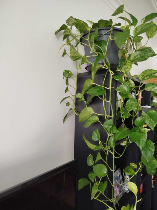 Plantas muito bem cuidadas.