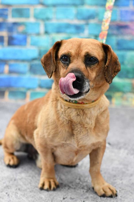 Kozłów/Przybysławice znaleziono psa!