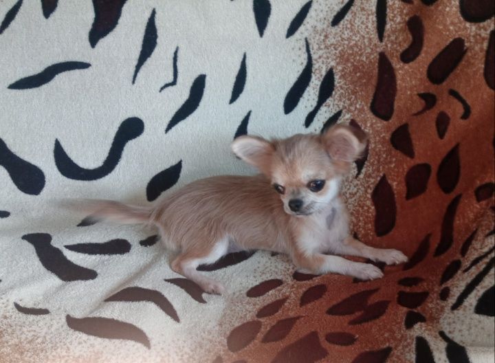 Эксклюзивная длинношерстная очаровашка