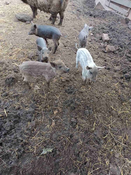 Поросята угорська мангалиця