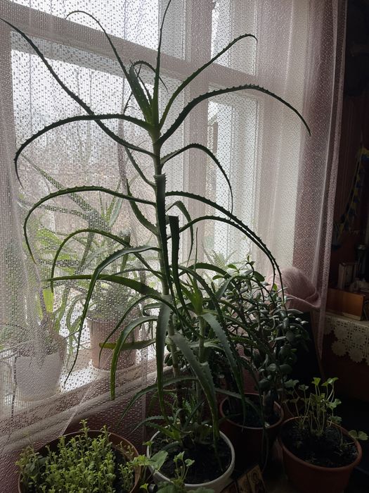 Лікувальний вазон алае