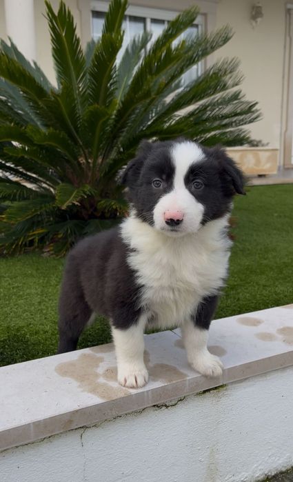 Border collie.. macho