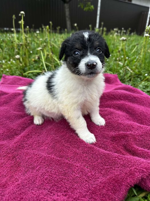 Хлопчики горобчики