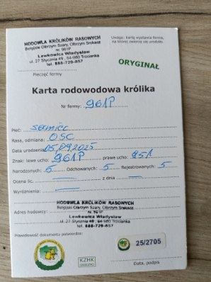 SAMIEC Srokacz Niemiecki OSC