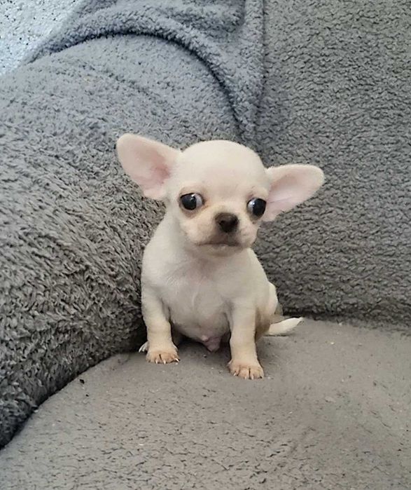 Яскравий міні малюк