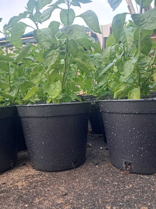 Malagueta Carolina Reaper