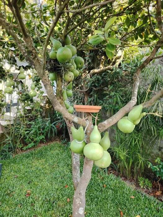 Cabaças por secar e meias secas