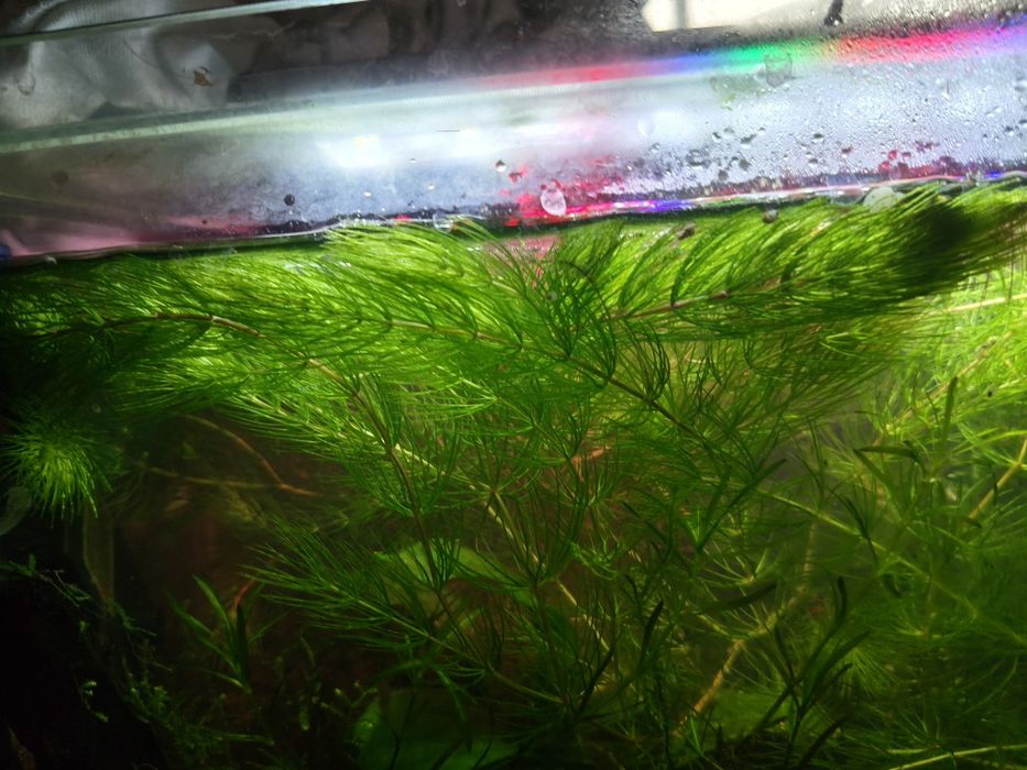 Planta foxtail/cauda raposa aquário