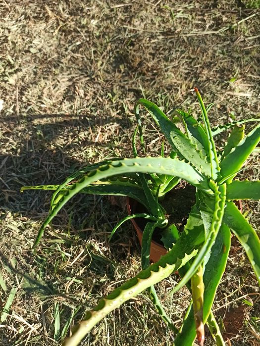 aloe vera em Vaso