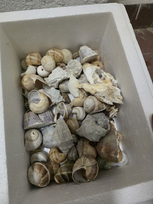 Conchas Neothauma Tanganyicense Corroios • OLX.pt