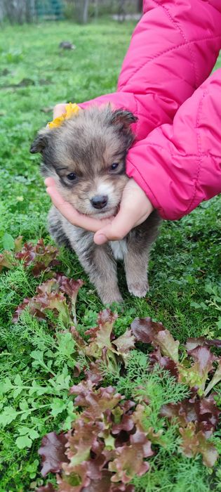 Щенята безоплатно