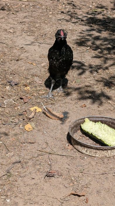Parka kur ozdobnych Araucana