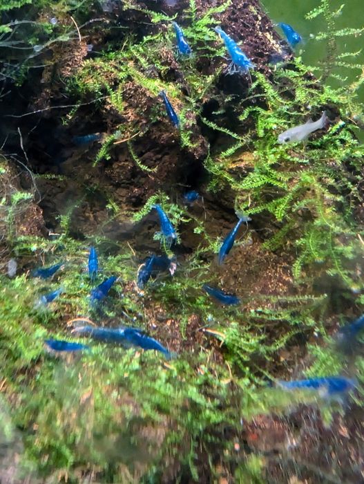 Neocaridina blue dream