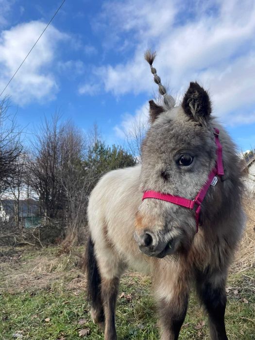 Ogierek mini appaloosa