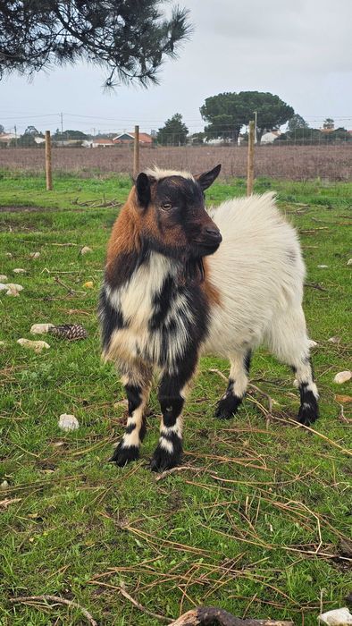 Vendo Cabrito anão 10 meses