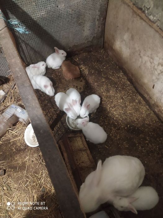 Продам самки Термонська біла