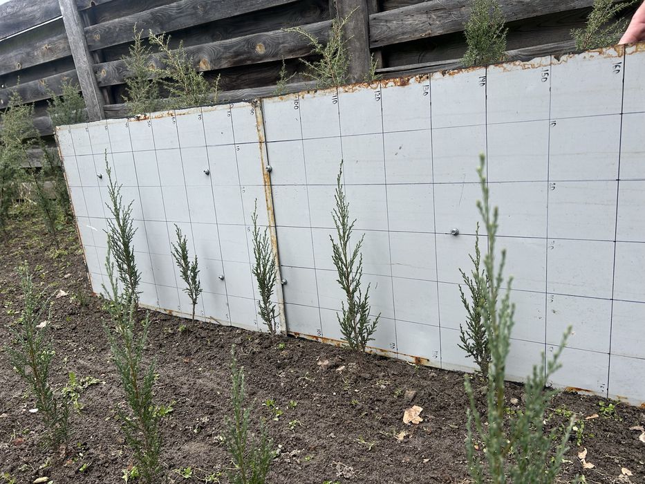 Ялівець скальний Blue Arrow