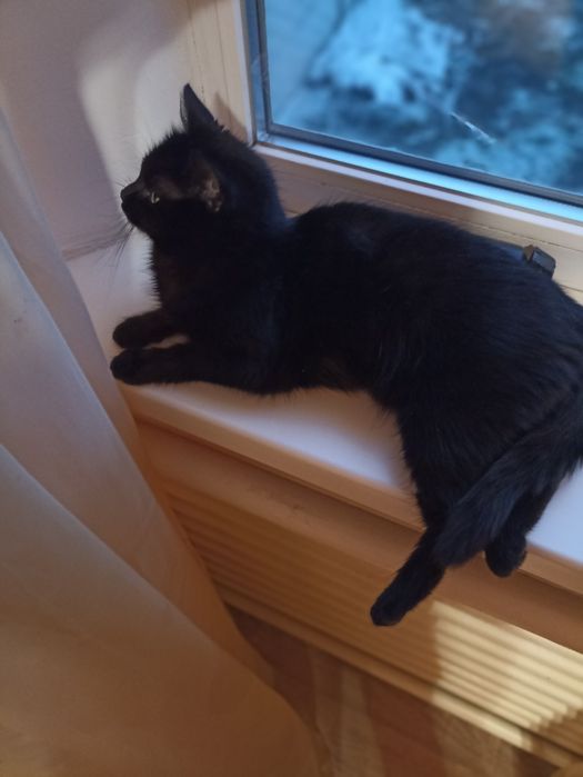 Передержка котов и кошек
