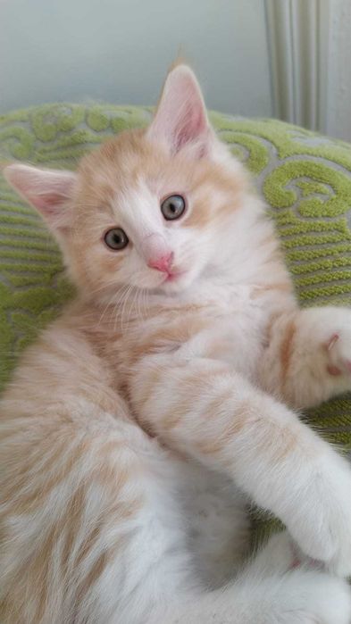 Gatinho Bosque da Noruega