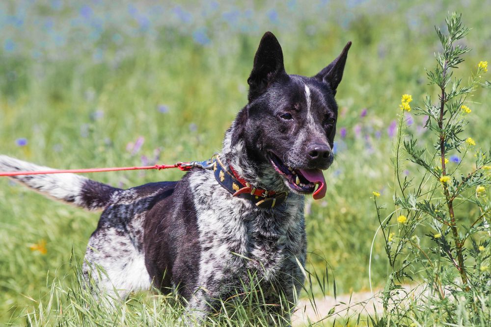 Luka - dereszowata piękność do adopcji.