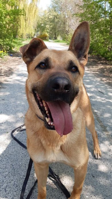 Czaruś poleca się do adopcji