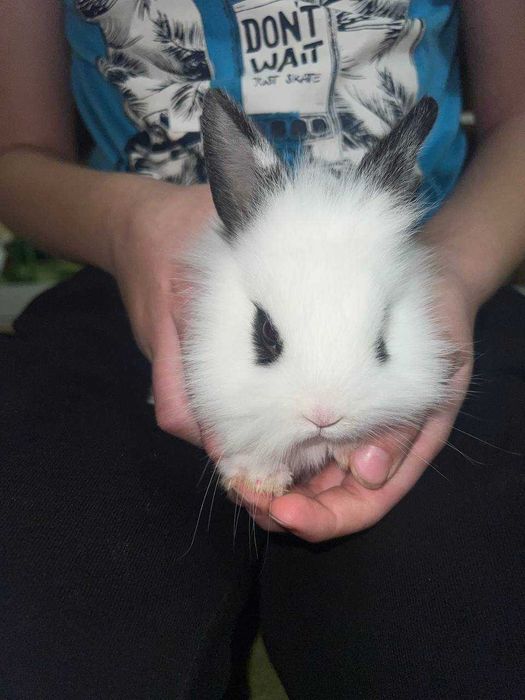 Милі пухнасті кролики