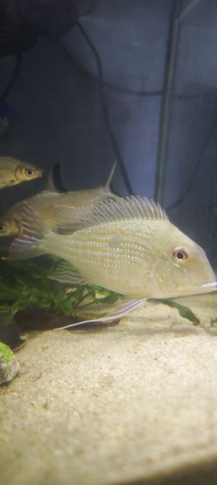 Geophagus surinamensis