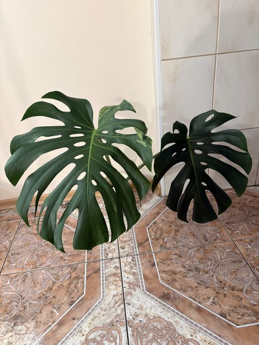 Monstera oceana mint
