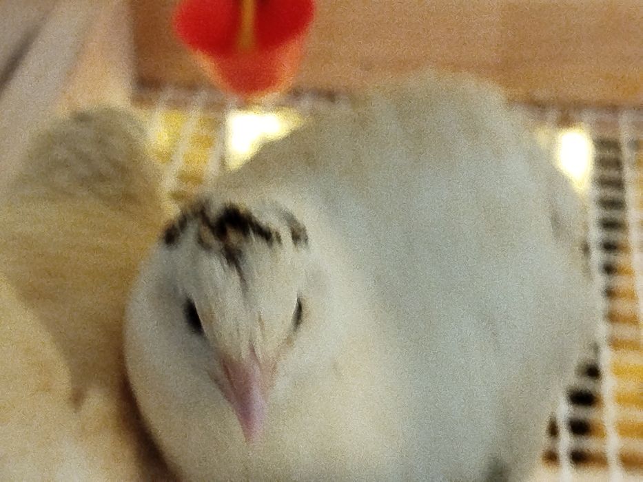 Ovos  de codorniz galados para incubação